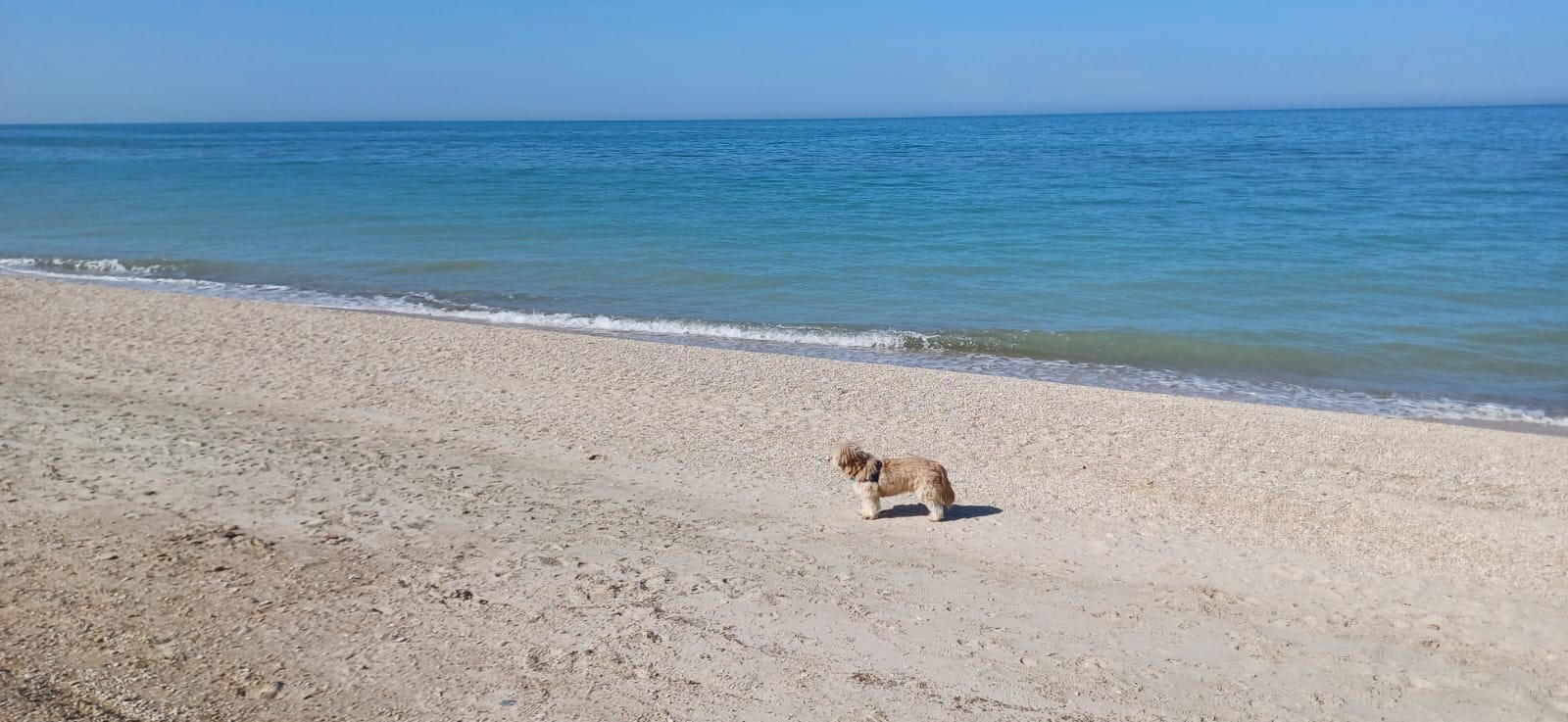 SPIAGGIA_CON_CANE.jpeg